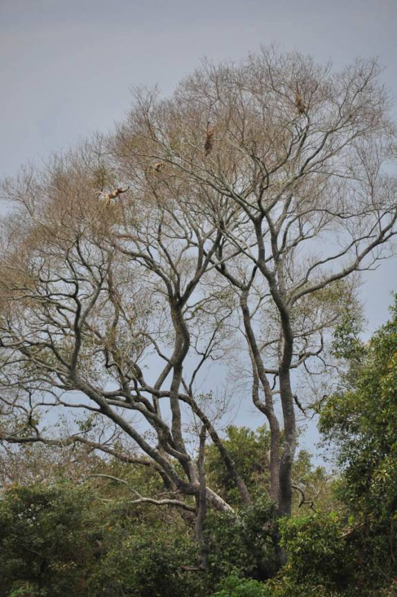 Macacos se agrupam em copa de árvore ao lado do rio Paraguai, região de Corumbá, no Mato Grosso do Sul